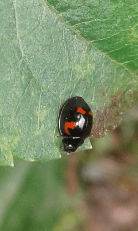 Coccinellidae : Exochomus quadripustulatus? S.